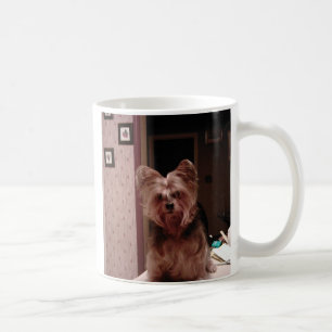 Yorkie kopp