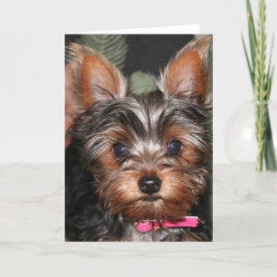 Yorkie kort
