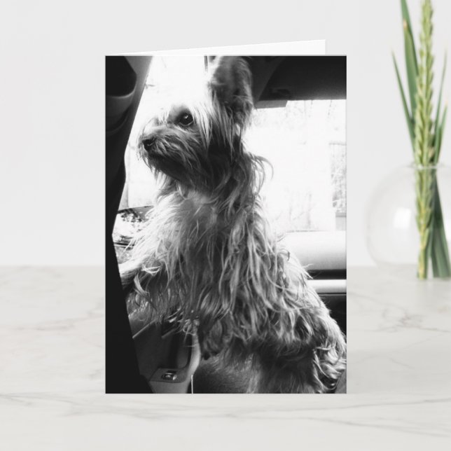 Yorkie Kort (Framsida)