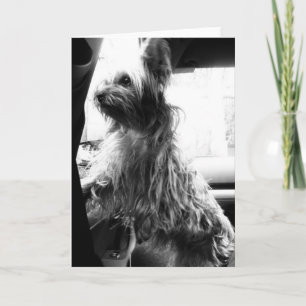 Yorkie Kort
