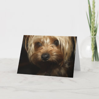 Yorkie Kort