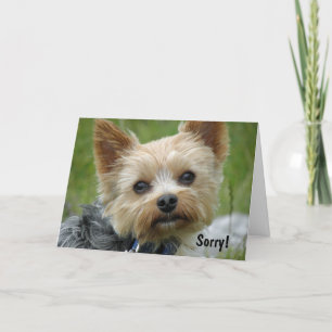Yorkie Kort