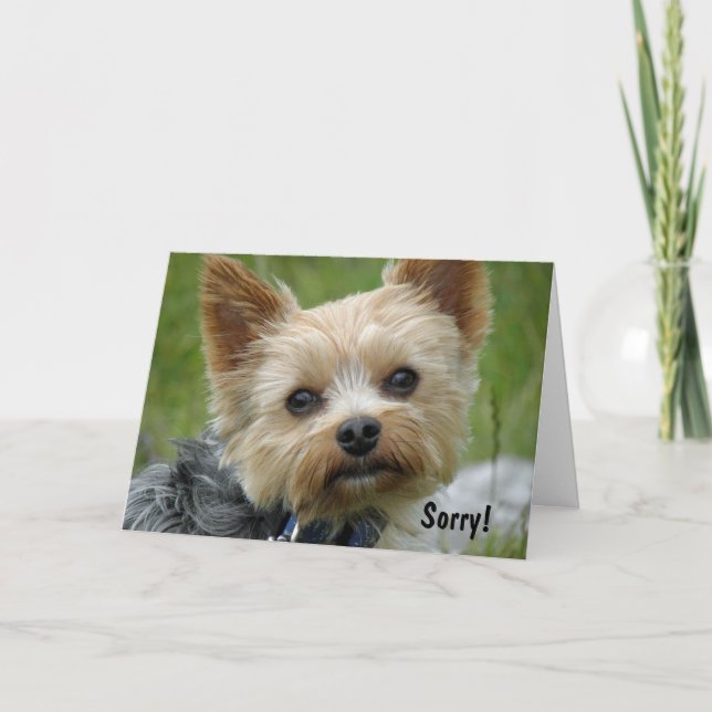 Yorkie Kort (Framsida)
