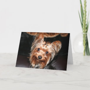 Yorkie Kort