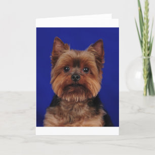 Yorkie Kort