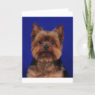 Yorkie Kort