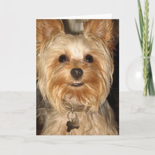 yorkie kort (Framsida)