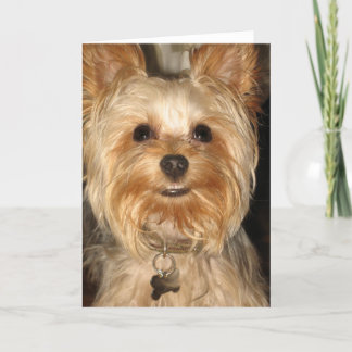 yorkie kort