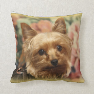 Yorkie kudder kudde