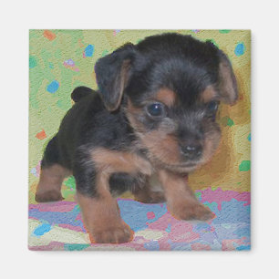 Yorkie magnet