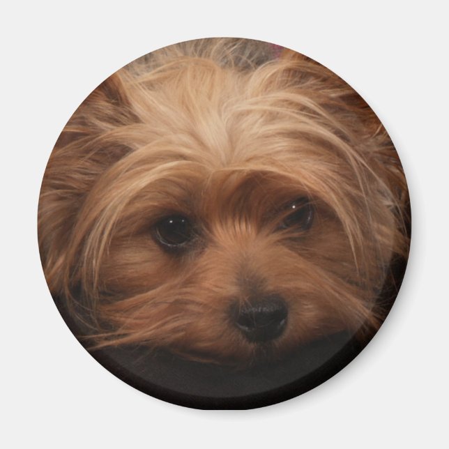 Yorkie Magnet (Framsidan)