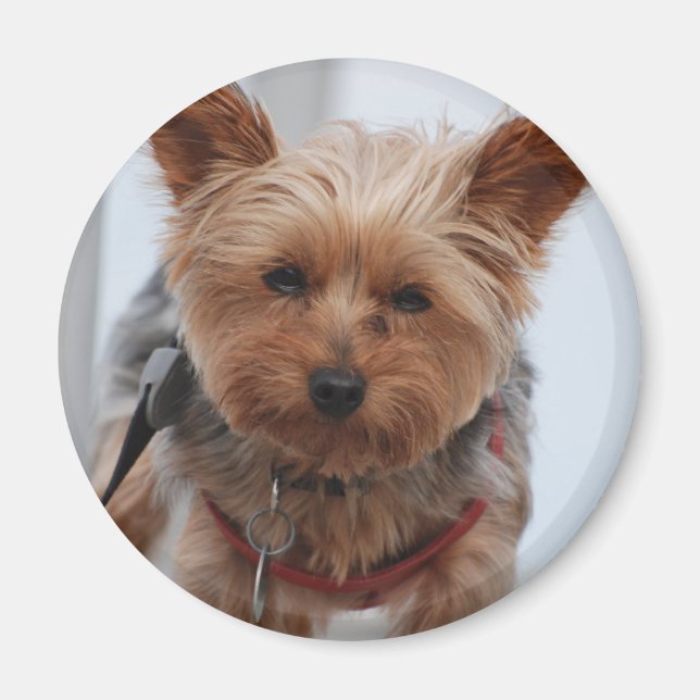 Yorkie Magnet (Framsidan)