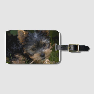 Yorkie med käpp bagagebricka