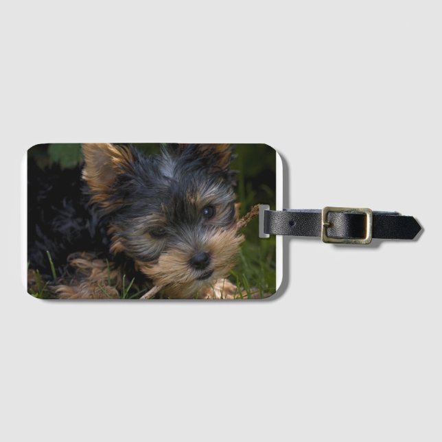 Yorkie med käpp bagagebricka (Framsida horisontal)