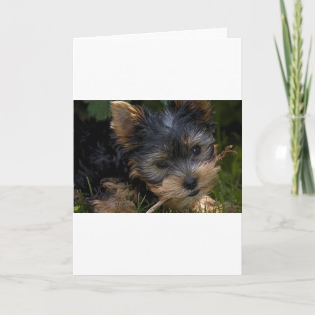 Yorkie med käpp kort (Framsida)