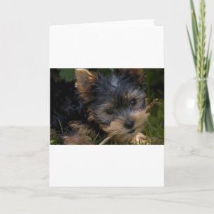 Yorkie med käpp kort