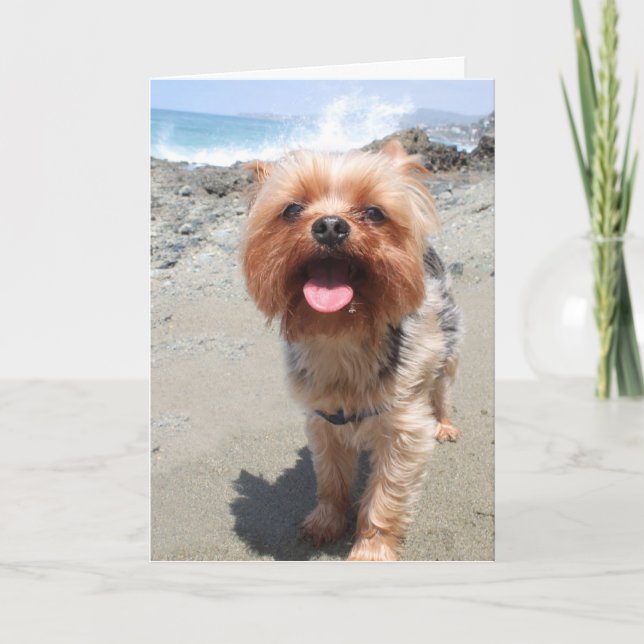 Yorkie missar dig kort (Framsida)