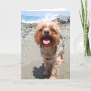 Yorkie missar dig kort