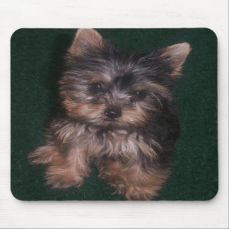 Yorkie Mousepad Musmatta