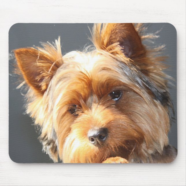 yorkie musmatta (Framsidan)