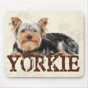 Yorkie Musmatta