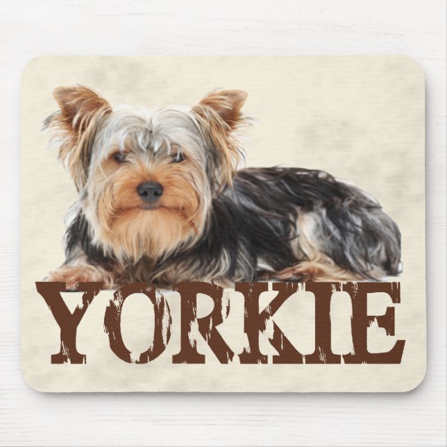 Yorkie Musmatta (Framsidan)