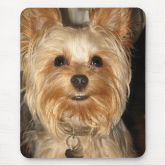 yorkie musmatta