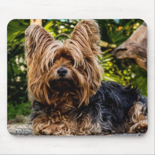 Yorkie Musmatta