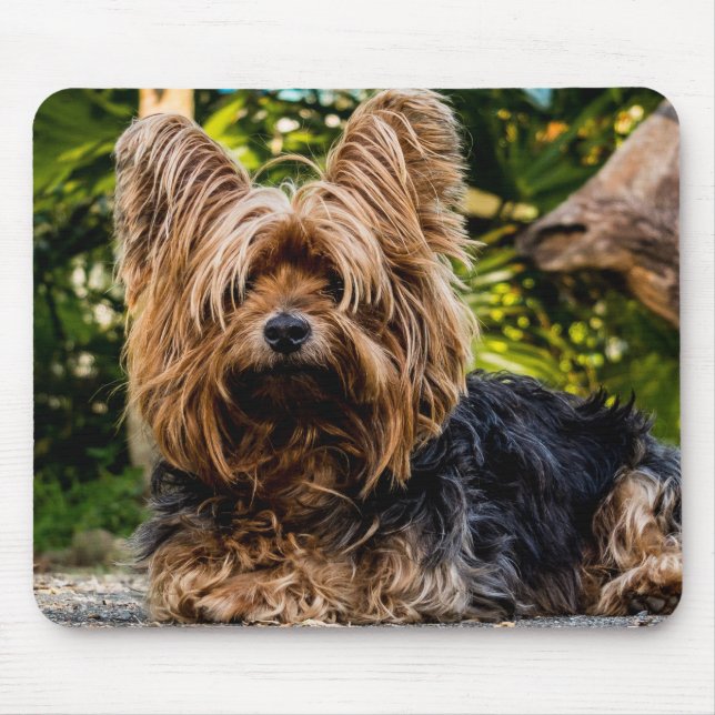 Yorkie Musmatta (Framsidan)
