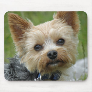 Yorkie Musmatta