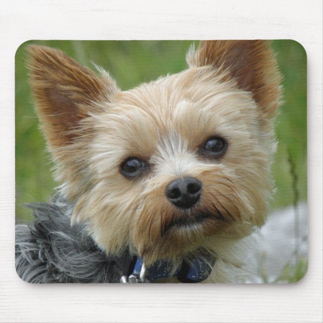 Yorkie Musmatta (Framsidan)