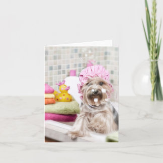 Yorkie noterar kortet kort
