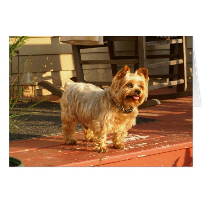 Yorkie OBS Kort (Framsidan Horizontal)