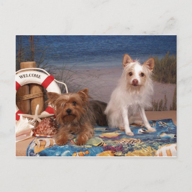 Yorkie och Friends Beach Time Vykort (Framsida)
