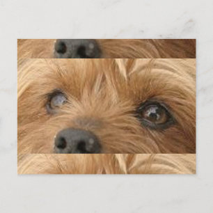 yorkie ögon vykort