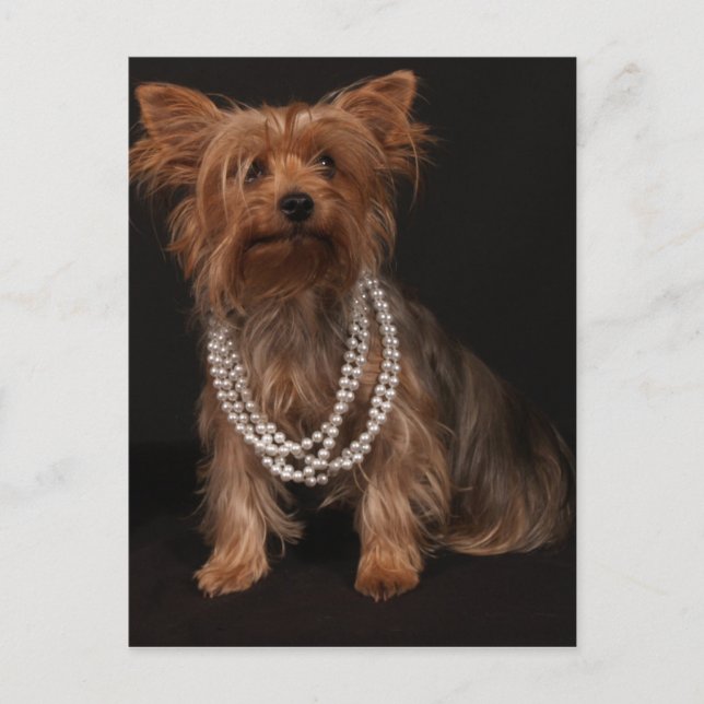 Yorkie Pearls vycard Vykort (Framsida)