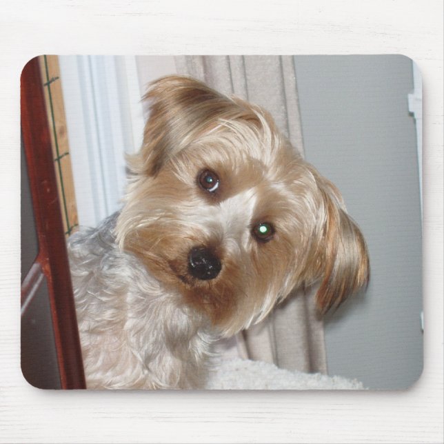 Yorkie Peeking runt hörnet Musmatta (Framsidan)