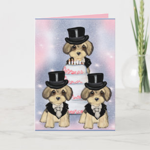 Yorkie Poo Kort