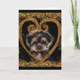 Yorkie Poo Kort