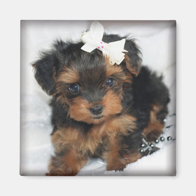 Yorkie-Poo Square Magnet (Framsidan)