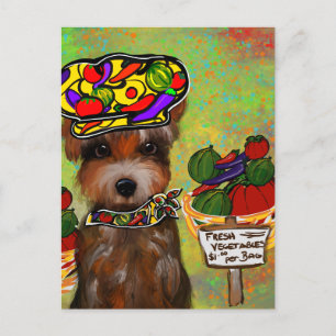  Yorkie Poo  Vykort