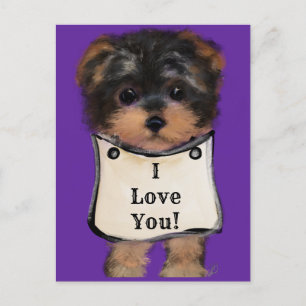 Yorkie Poo Vykort