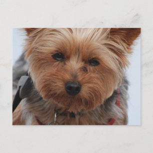 Yorkie Postcard Vykort
