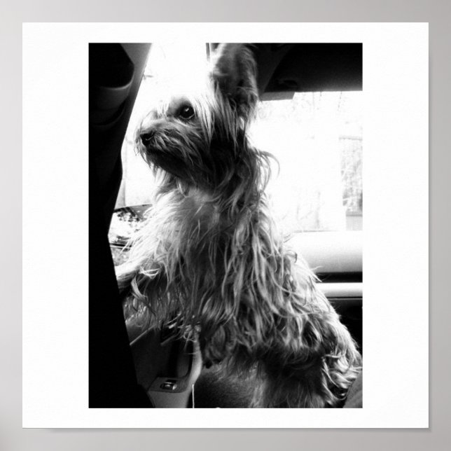Yorkie Poster (Framsidan)