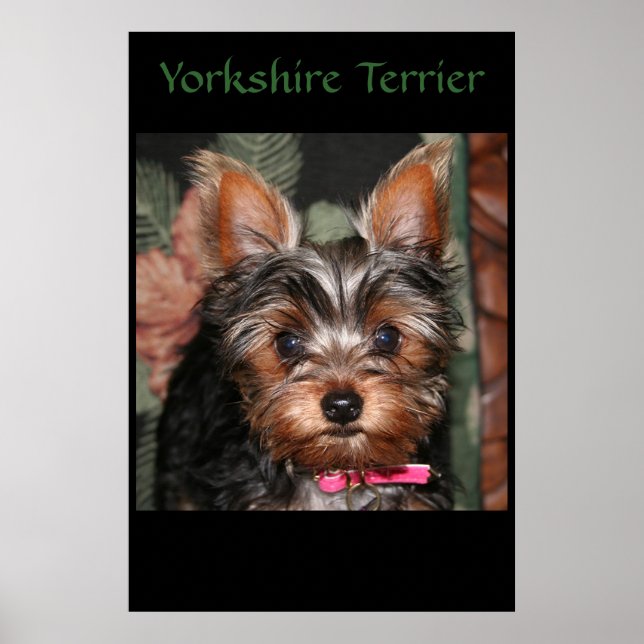 Yorkie Poster (Framsidan)