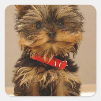 Yorkie Products Fyrkantigt Klistermärke