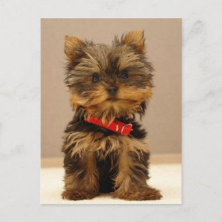 Yorkie Products Vykort