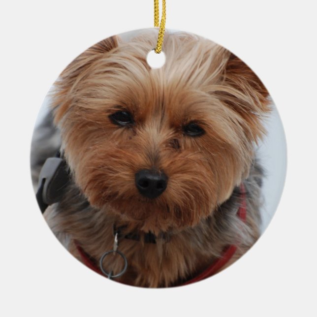 Yorkie prydnad julgransprydnad keramik (Framsidan)