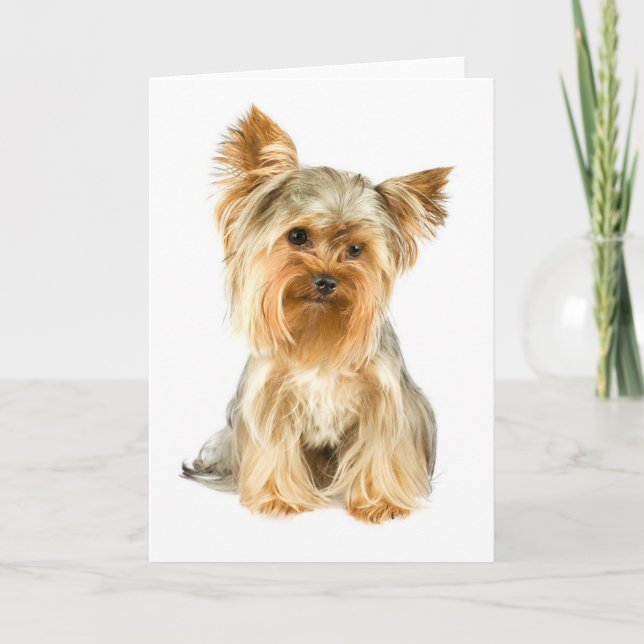 Yorkie Puppy Greeting Card Kort (Framsida)