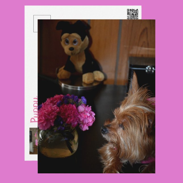 Yorkie Puppy Kärlek Alla hjärtans dag fotografi Vykort (Skapare uppladdad)